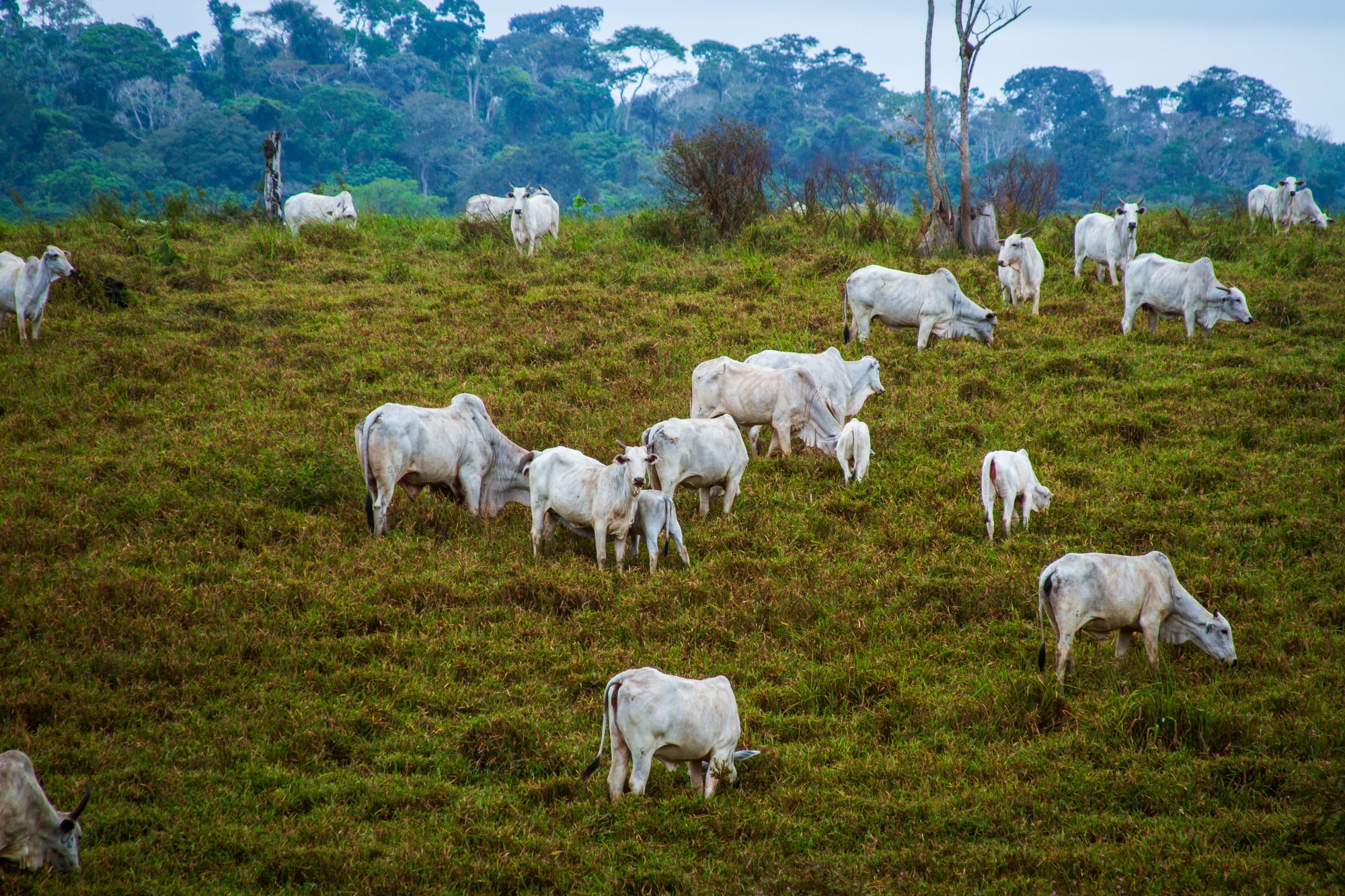 report-criticizes-nestle,-pepsico-and-others-for-climate-strategy-gaps