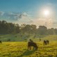 how-food-companies-like-danone-and-giant-are-tackling-methane-pollution