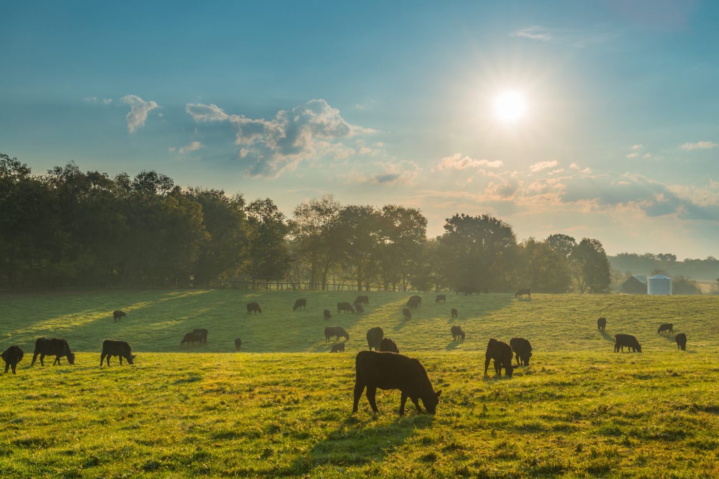 how-food-companies-like-danone-and-giant-are-tackling-methane-pollution 