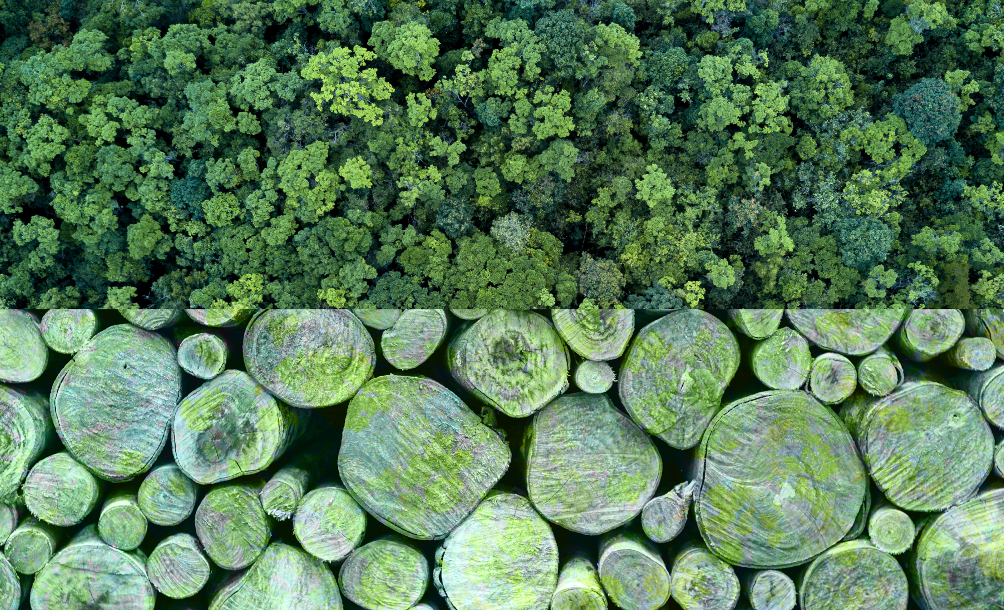 carbon-market-downturn-leads-to-staff-cuts-at-pachama