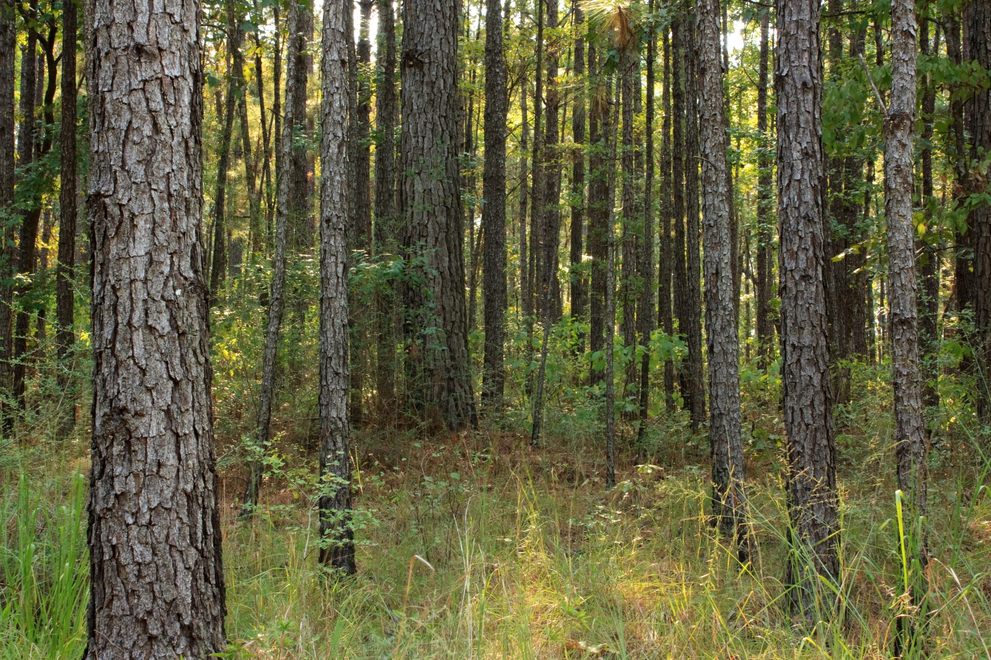 mckinsey,-google-and-others-make-$41-million-credit-purchase-from-louisiana-carbon-removal-project