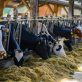 why-chipotle-and-danone-are-feeding-cows-dried-seaweed