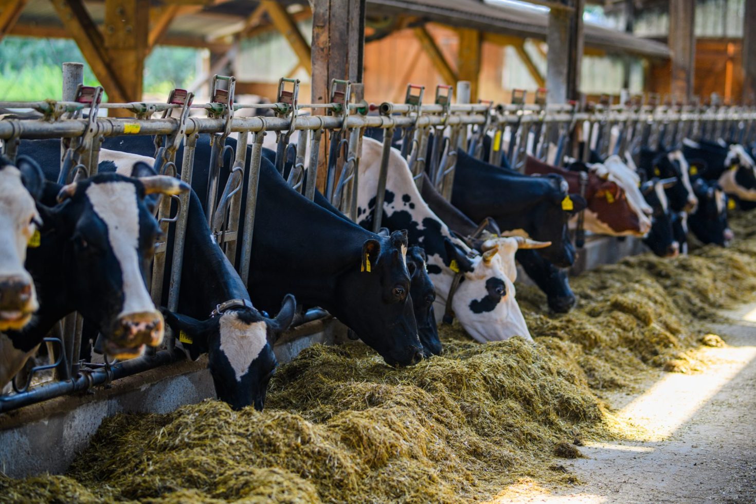 why-chipotle-and-danone-are-feeding-cows-dried-seaweed
