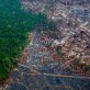 finance-sector-failing-to-curb-deforestation,-new-report-finds