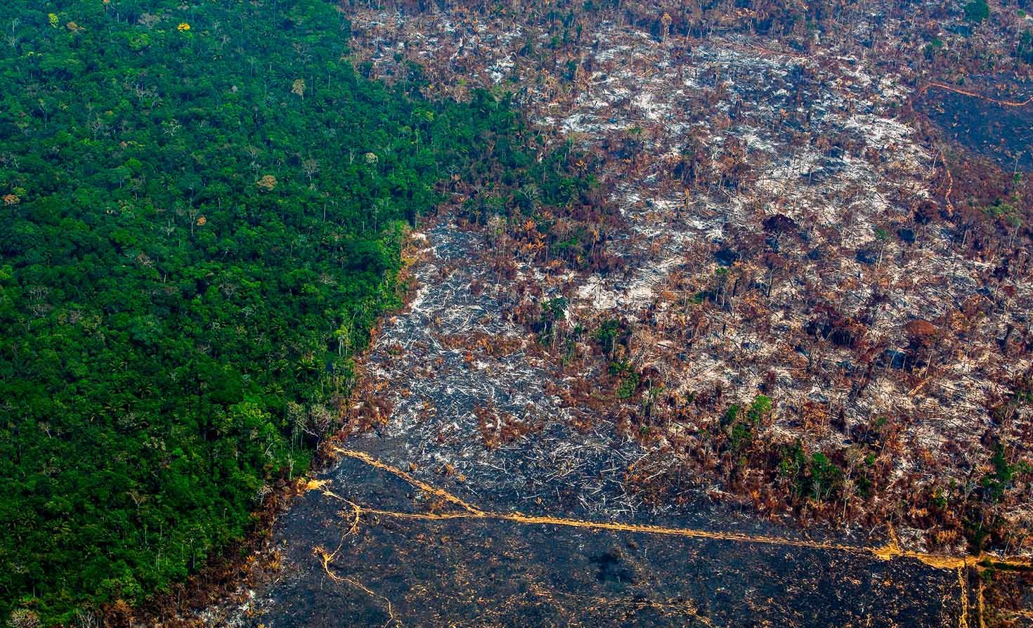 finance-sector-failing-to-curb-deforestation,-new-report-finds