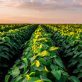 how-ag-giant-adm-scaled-its-regenerative-program-to-5-million-acres