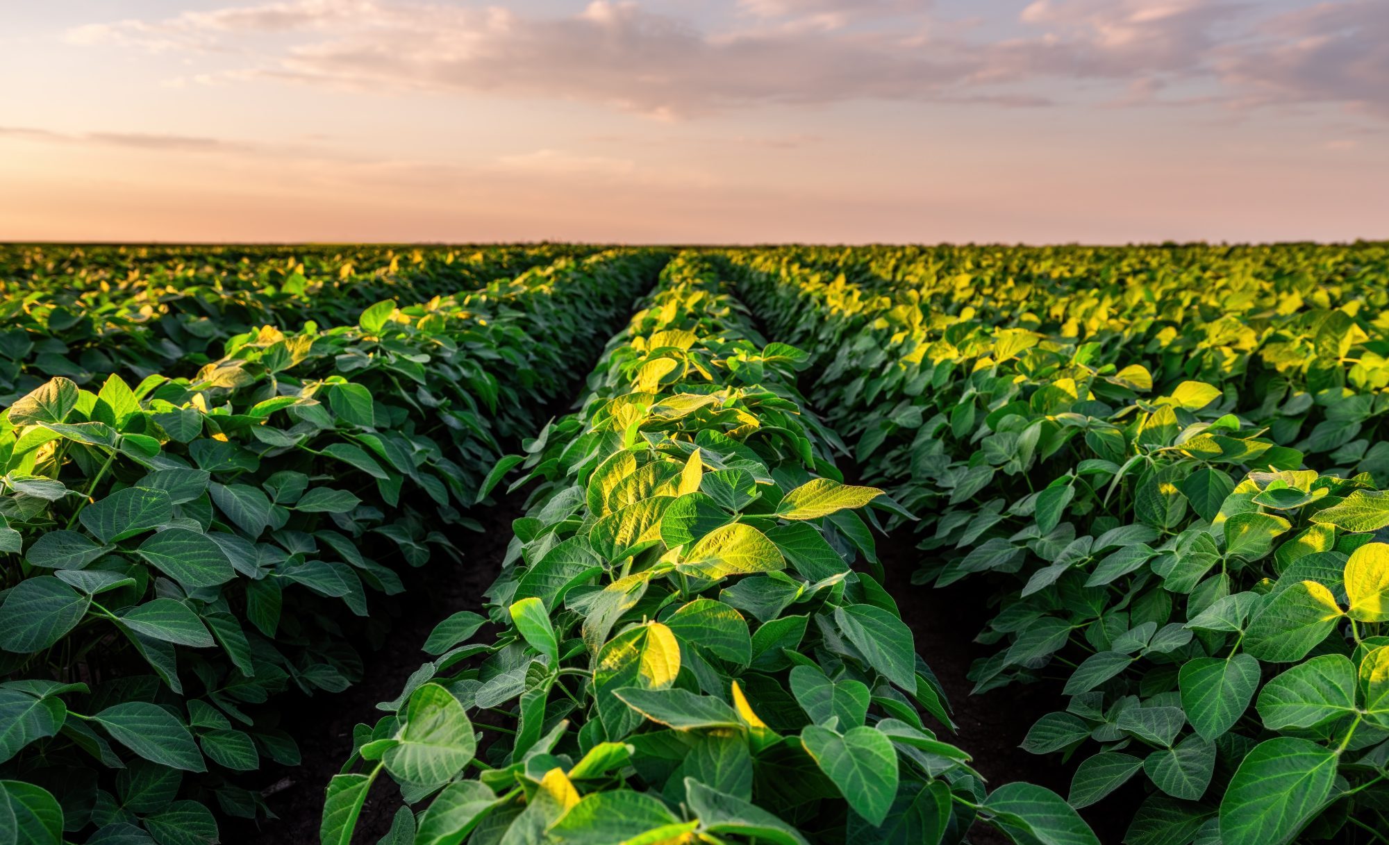 how-ag-giant-adm-scaled-its-regenerative-program-to-5-million-acres