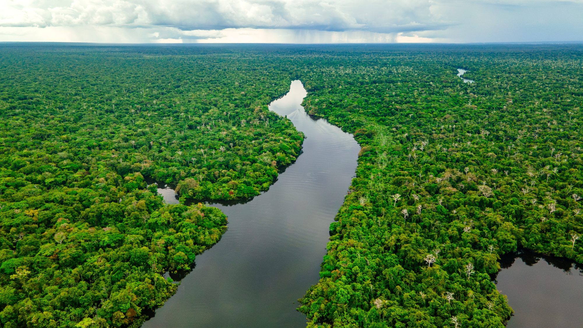 don’t-exclude-nature-from-carbon-credit-rules,-a-group-of-experts-tell-the-sbti