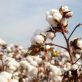 avalo-using-ai-to-future-proof-cotton