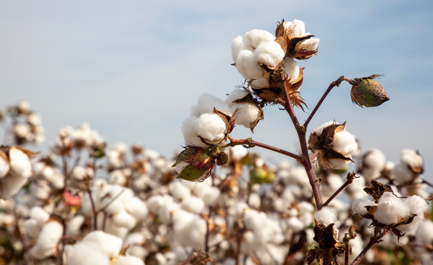 avalo-using-ai-to-future-proof-cotton