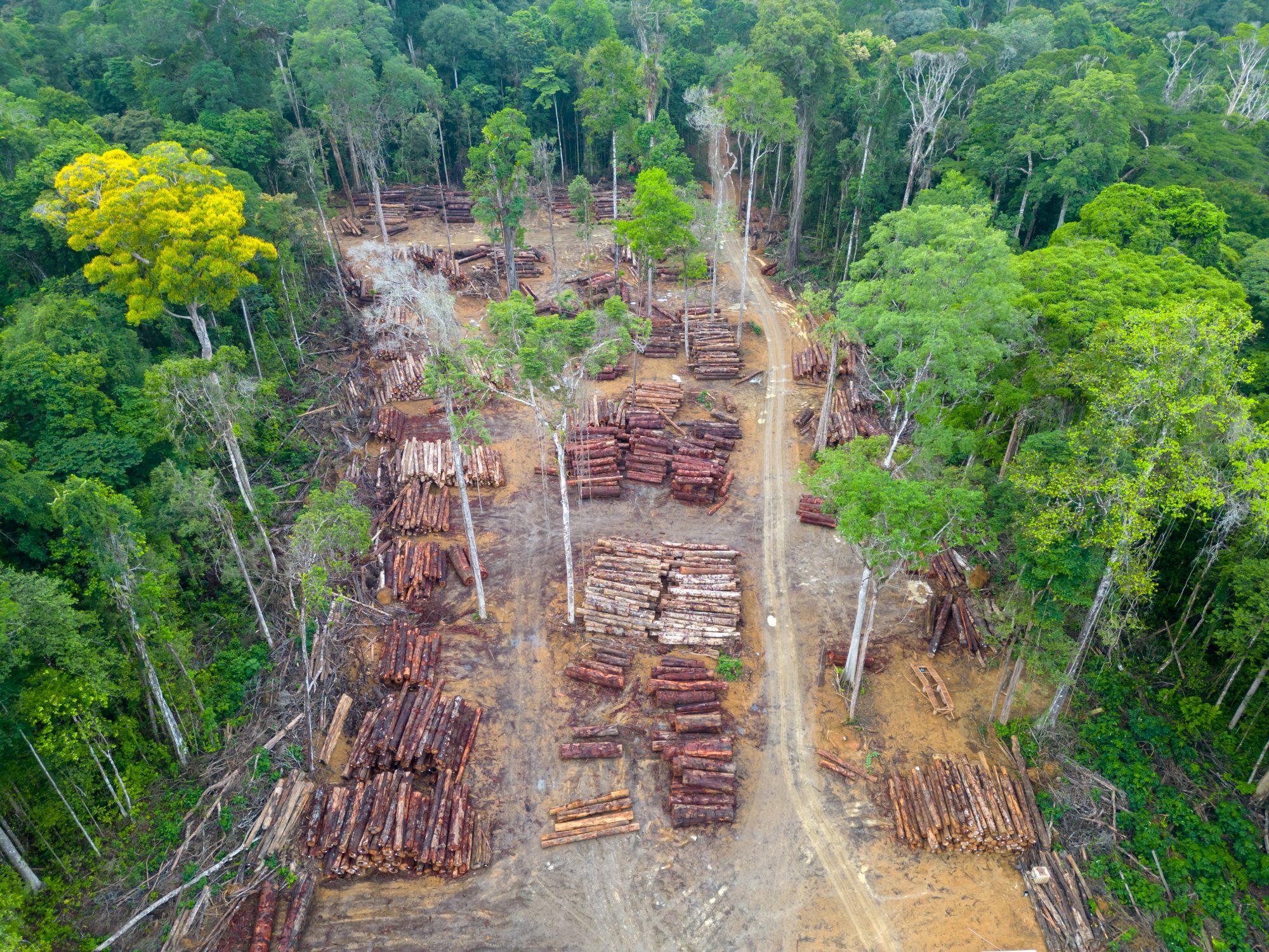 sbti-moves-to-delay-deadline-for-deforestation-free-supply-chains