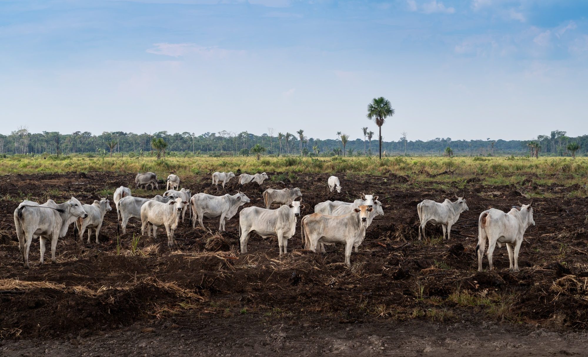 unilever,-danone-and-nestle-come-close-to-eliminating-deforestation-from-key-supply-chains