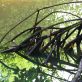 nature-based-solutions:-4-predictions-for-2026