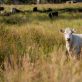 3-agricultural-initiatives-to-shore-up-food-supply-chains