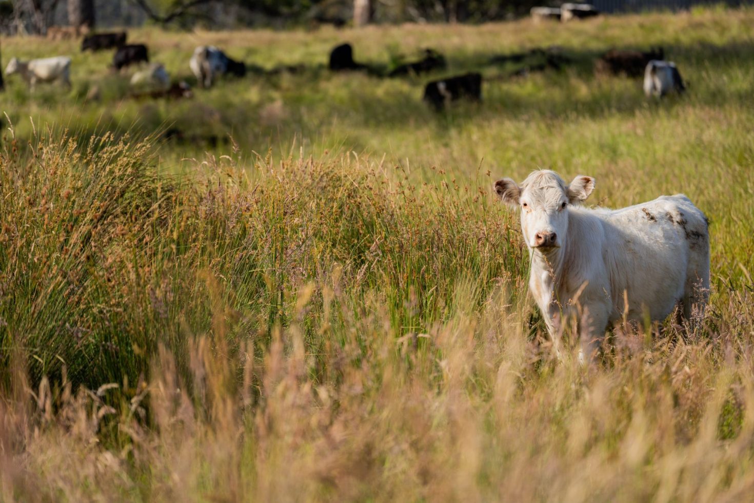 3-agricultural-initiatives-to-shore-up-food-supply-chains