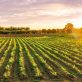 5-ways-companies-can-push-for-resilient-agricultural-policies