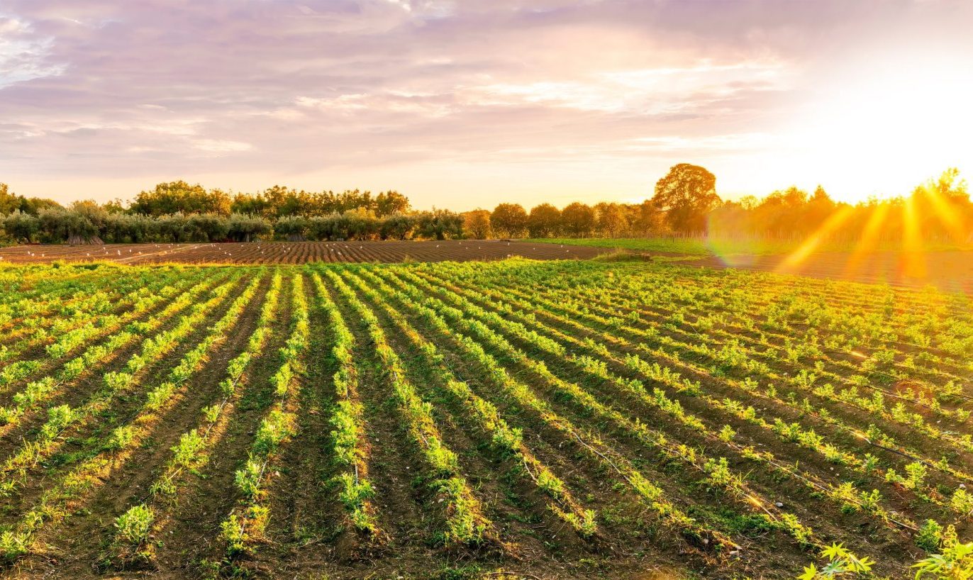 5-ways-companies-can-push-for-resilient-agricultural-policies
