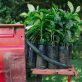 why-starbucks-is-giving-away-climate-tolerant-coffee-trees