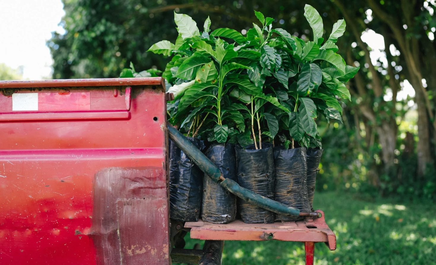 why-starbucks-is-giving-away-climate-tolerant-coffee-trees