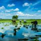 amazon-opens-carbon-credit-offtakes-to-climate-pledge-signatories-and-other-partners