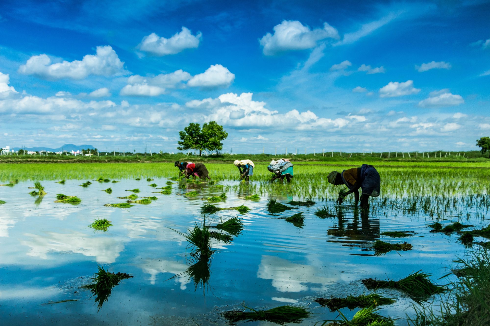 amazon-opens-carbon-credit-offtakes-to-climate-pledge-signatories-and-other-partners
